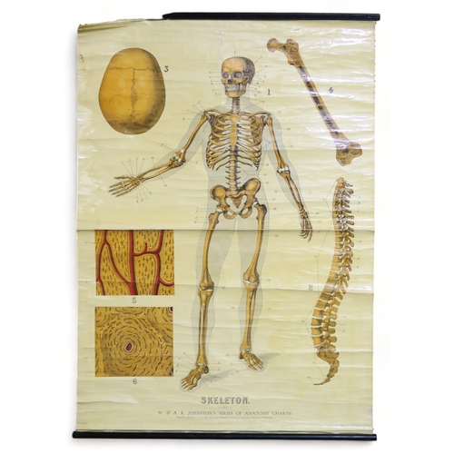 2628 - SIX EDUCATIONAL ANATOMICAL WALL CHARTSTo include a Frohse Anatomical Chart, Plate no. 5: the Heart a... 