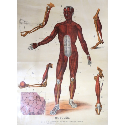 2628 - SIX EDUCATIONAL ANATOMICAL WALL CHARTSTo include a Frohse Anatomical Chart, Plate no. 5: the Heart a... 