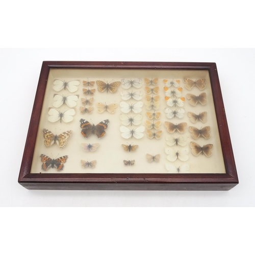 321 - A small cased lepidoptery display