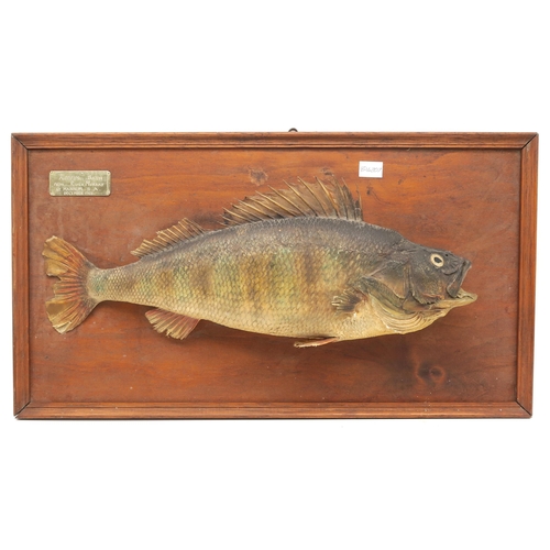 343 - A preserved prize redfin perch, mounted on a stained pine plaque, titled 