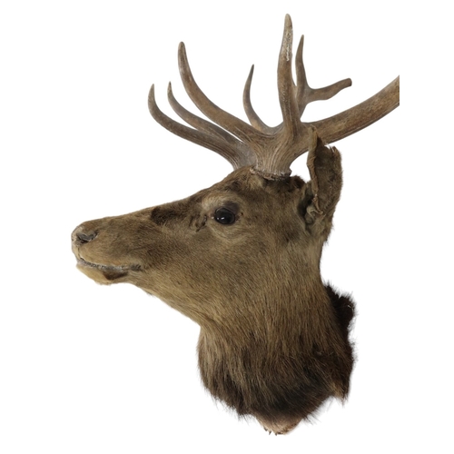 95 - A TAXIDERMY TWELVE POINT ROYAL STAGS HEAD approximate sizes, 84cm high x 75cm wide 44cm deep... 