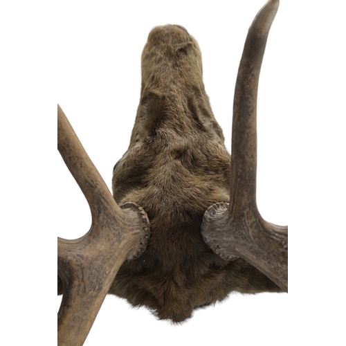 95 - A TAXIDERMY TWELVE POINT ROYAL STAGS HEAD approximate sizes, 84cm high x 75cm wide 44cm deep... 