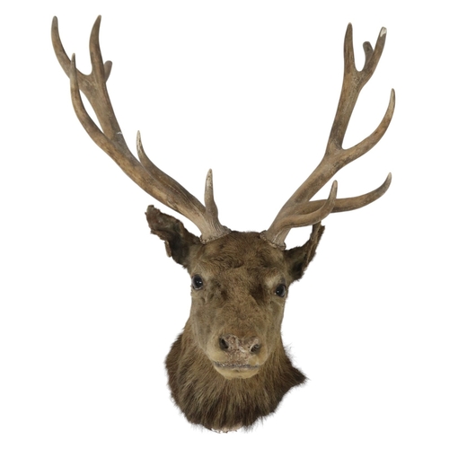 95 - A TAXIDERMY TWELVE POINT ROYAL STAGS HEAD approximate sizes, 84cm high x 75cm wide 44cm deep... 