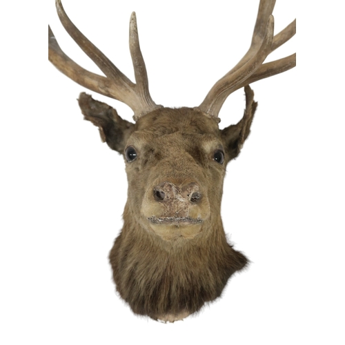 95 - A TAXIDERMY TWELVE POINT ROYAL STAGS HEAD approximate sizes, 84cm high x 75cm wide 44cm deep... 