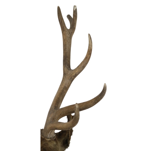 95 - A TAXIDERMY TWELVE POINT ROYAL STAGS HEAD approximate sizes, 84cm high x 75cm wide 44cm deep... 