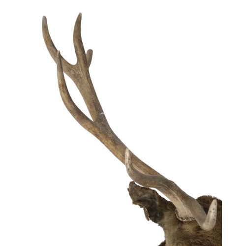 95 - A TAXIDERMY TWELVE POINT ROYAL STAGS HEAD approximate sizes, 84cm high x 75cm wide 44cm deep... 