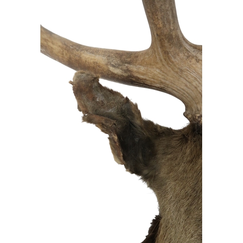 95 - A TAXIDERMY TWELVE POINT ROYAL STAGS HEAD approximate sizes, 84cm high x 75cm wide 44cm deep... 