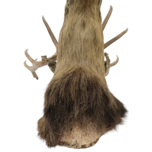 95 - A TAXIDERMY TWELVE POINT ROYAL STAGS HEAD approximate sizes, 84cm high x 75cm wide 44cm deep... 