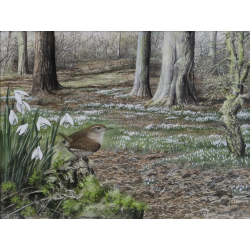 976 - GRAHAM BRADSHAW (BRITISH CONTEMPORARY) WREN WITH SNOW DROPS Gouache, signed lower right, 25 x 33cm T... 