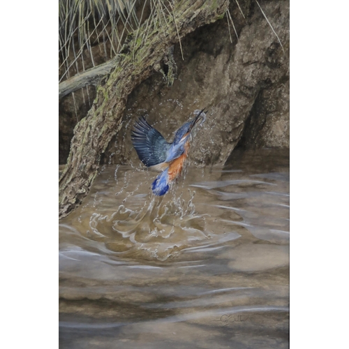 977 - GRAHAM BRADSHAW (BRITISH CONTEMPORARY)  KINGFISHER HUNTING Gouache, signed lower right, 50 x 32cm To... 