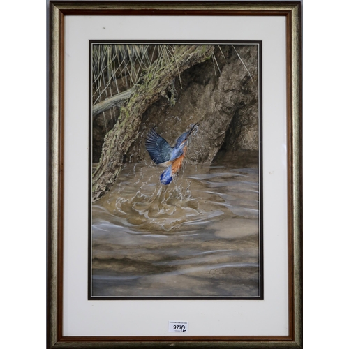 977 - GRAHAM BRADSHAW (BRITISH CONTEMPORARY)  KINGFISHER HUNTING Gouache, signed lower right, 50 x 32cm To... 