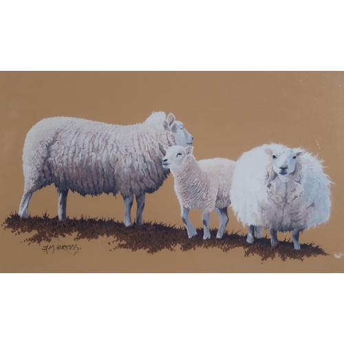 978 - CONTEMPORARY SCHOOL SHEEP FAMILY Gouache, signed lower left 'A.M. Briggs', 21 x 34cm ... 