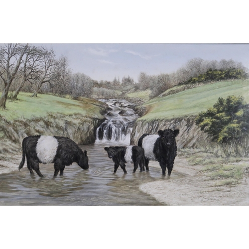 982 - GRAHAM BRADSHAW (CONTEMPORARY SCHOOL) BELTED GALLOWAY CATTLE Gouache, signed lower right, ... 