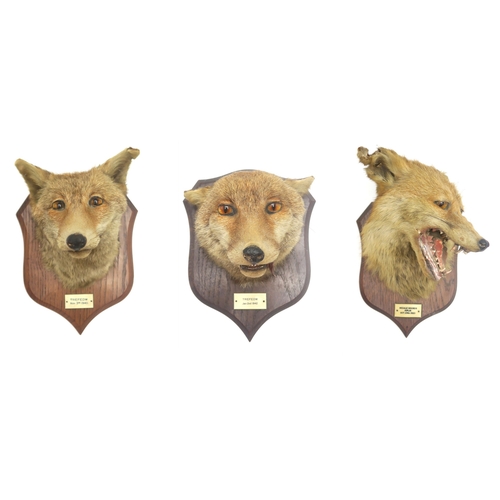 2651 - TAXIDERMY - THREE RED FOX MASKS (VULPES VULPES) BY B. SPICER & SONS, LEAMINGTONMounted uniformly... 