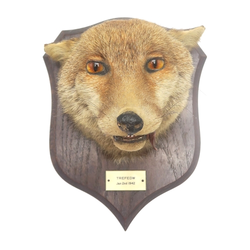 2651 - TAXIDERMY - THREE RED FOX MASKS (VULPES VULPES) BY B. SPICER & SONS, LEAMINGTONMounted uniformly... 