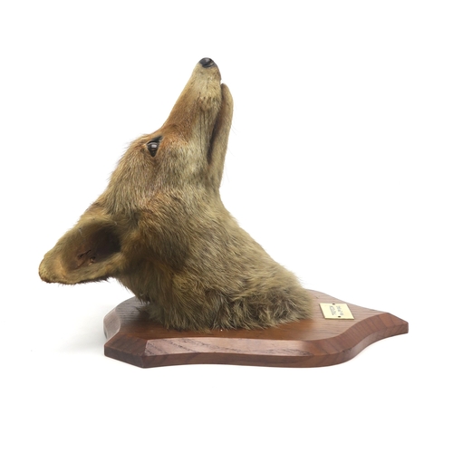 2651 - TAXIDERMY - THREE RED FOX MASKS (VULPES VULPES) BY B. SPICER & SONS, LEAMINGTONMounted uniformly... 