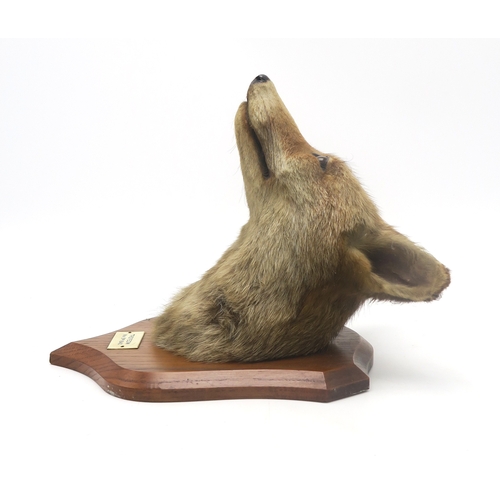 2651 - TAXIDERMY - THREE RED FOX MASKS (VULPES VULPES) BY B. SPICER & SONS, LEAMINGTONMounted uniformly... 