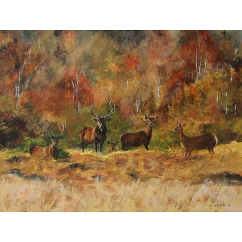 921 - MARGARET MACKAY (SCOTTISH CONTEMPORARY) HERD OF DEER Oil on board, signed lower right, 40 x 50cm... 