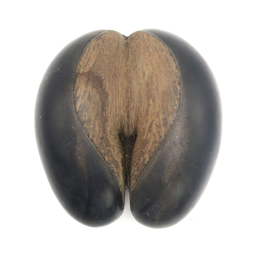 2656 - A COCO DE MER NUT (LODOICEA)Measuring approx. 30.5cm x 29cm, weighing approx. 5.33kg... 