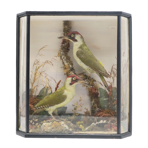 2657 - TAXIDERMY - A PAIR OF GREEN WOODPECKERS (PICUS VERIDIS)Modelled together in a naturalistic setting w... 