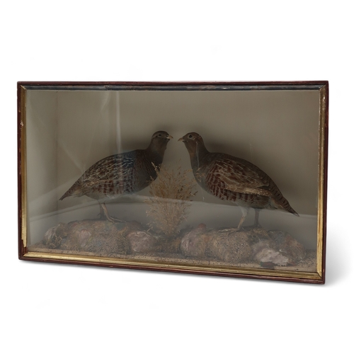 2658 - TAXIDERMY - A PAIR OF GREY PARTRIDGE (PARDIX PARDIX)By John MacPherson of Church Street, Inverness, ... 