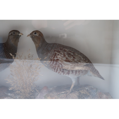 2658 - TAXIDERMY - A PAIR OF GREY PARTRIDGE (PARDIX PARDIX)By John MacPherson of Church Street, Inverness, ... 