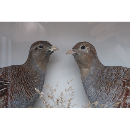 2658 - TAXIDERMY - A PAIR OF GREY PARTRIDGE (PARDIX PARDIX)By John MacPherson of Church Street, Inverness, ... 