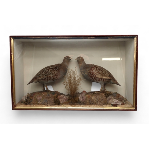 2658 - TAXIDERMY - A PAIR OF GREY PARTRIDGE (PARDIX PARDIX)By John MacPherson of Church Street, Inverness, ... 