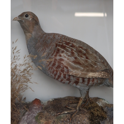 2658 - TAXIDERMY - A PAIR OF GREY PARTRIDGE (PARDIX PARDIX)By John MacPherson of Church Street, Inverness, ... 