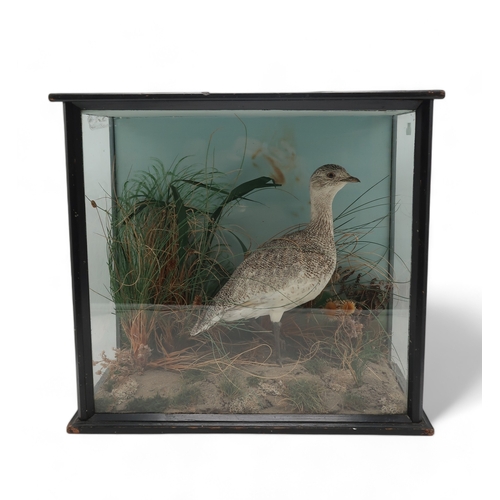 2659 - TAXIDERMY - A FEMALE LITTLE BUSTARD (TETRAX TETRAX)Modelled in a naturalistic setting and housed wit... 