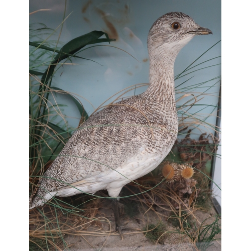 2659 - TAXIDERMY - A FEMALE LITTLE BUSTARD (TETRAX TETRAX)Modelled in a naturalistic setting and housed wit... 