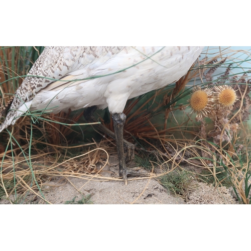 2659 - TAXIDERMY - A FEMALE LITTLE BUSTARD (TETRAX TETRAX)Modelled in a naturalistic setting and housed wit... 