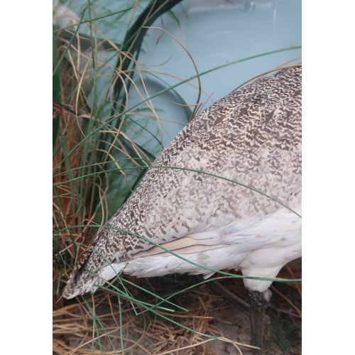 2659 - TAXIDERMY - A FEMALE LITTLE BUSTARD (TETRAX TETRAX)Modelled in a naturalistic setting and housed wit... 