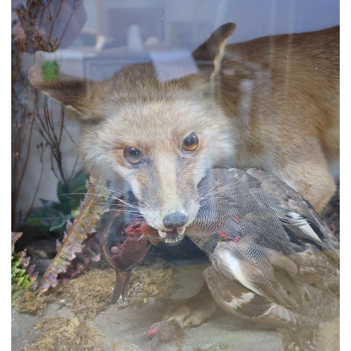 2660 - TAXIDERMY - A RED FOX (VULPES VULPES) DIORAMABy A.T. Burt, Croydon, the fox modelled with a duck kil... 