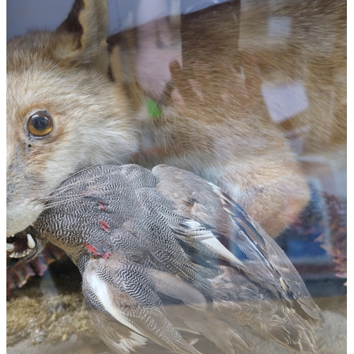 2660 - TAXIDERMY - A RED FOX (VULPES VULPES) DIORAMABy A.T. Burt, Croydon, the fox modelled with a duck kil... 