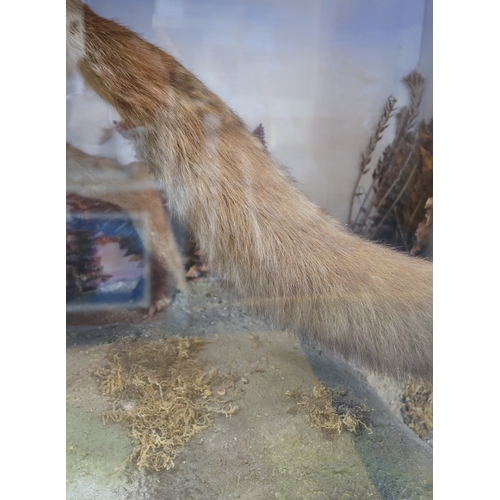 2660 - TAXIDERMY - A RED FOX (VULPES VULPES) DIORAMABy A.T. Burt, Croydon, the fox modelled with a duck kil... 