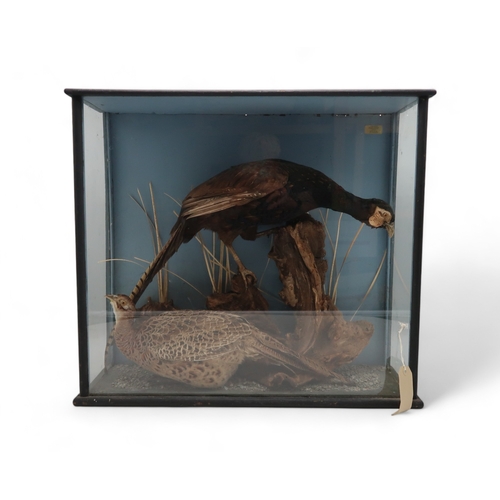 2662 - TAXIDERMY - A BRACE OF PHEASANT (PHASIANUS CHOLCHICUS)The male with green plumage, perched upon a st... 