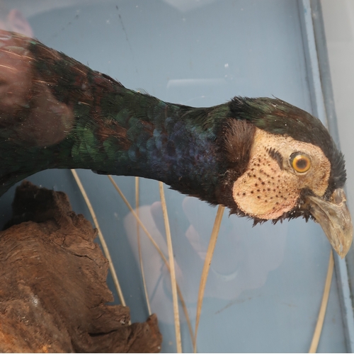 2662 - TAXIDERMY - A BRACE OF PHEASANT (PHASIANUS CHOLCHICUS)The male with green plumage, perched upon a st... 