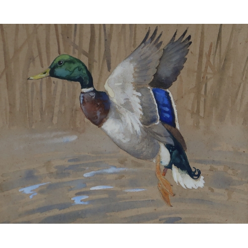 3015 - RALSTON GUDGEON RSW (SCOTTISH 1910-1984)MALLARD IN FLIGHTWatercolour, 21 x 26cm (8.25 x 10.25