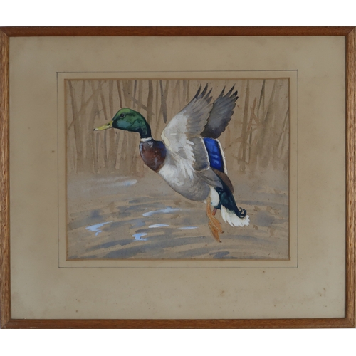 3015 - RALSTON GUDGEON RSW (SCOTTISH 1910-1984)MALLARD IN FLIGHTWatercolour, 21 x 26cm (8.25 x 10.25