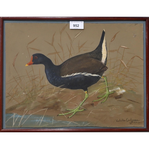 952 - RALSTON GUDGEON RSW (SCOTTISH 1910-1984) WATERHEN Watercolour, signed lower right, 28 x 38cm... 