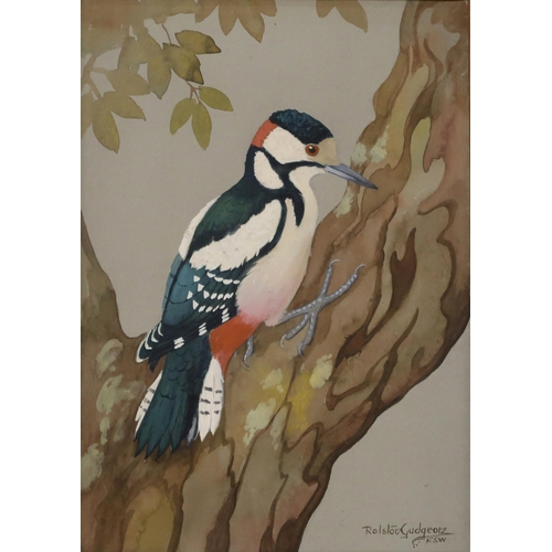 953 - RALSTON GUDGEON RSW (SCOTTISH 1910-1984) WOODPECKER Watercolour, signed lower right, 35 x ... 