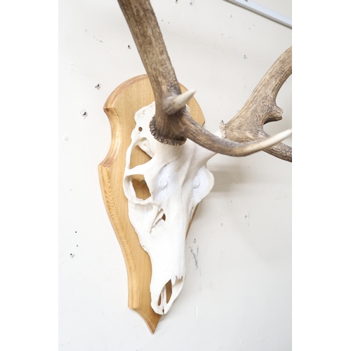 57 - A ten point stag skull on beech shield shaped mount