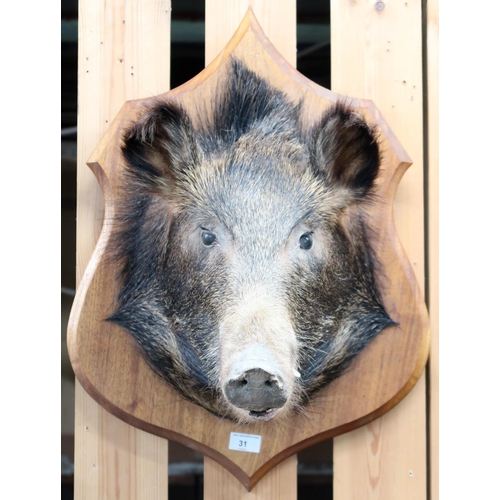 31 - A taxidermy boars head mounted to oak shield wall plaque