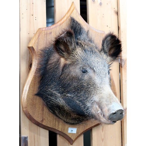 31 - A taxidermy boars head mounted to oak shield wall plaque