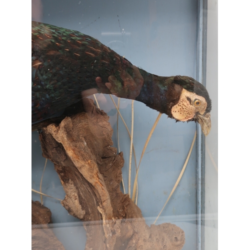 2013 - TAXIDERMY - A BRACE OF PHEASANT (PHASIANUS CHOLCHICUS)The male with green plumage, perched upon a st... 