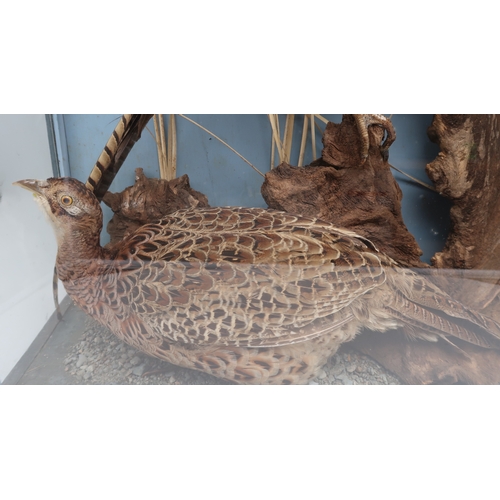 2013 - TAXIDERMY - A BRACE OF PHEASANT (PHASIANUS CHOLCHICUS)The male with green plumage, perched upon a st... 