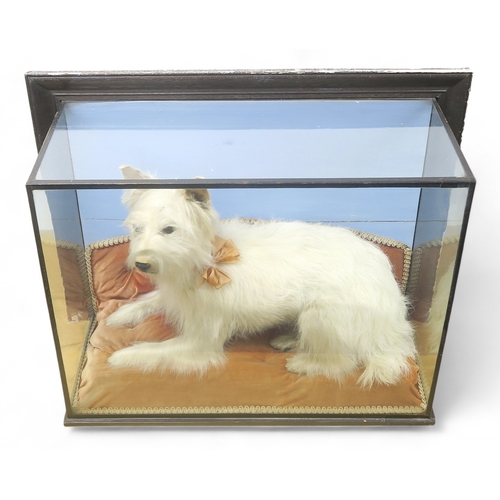 2654 - AN EARLY-20th CENTURY CASED TAXIDERMY TERRIERModelled recumbent upon a pink velvet cushion, wearing ... 