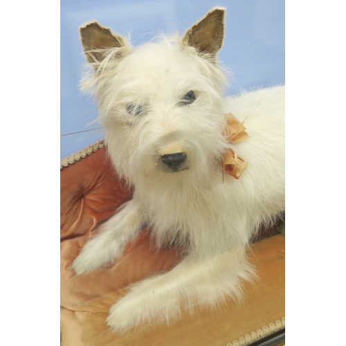 2654 - AN EARLY-20th CENTURY CASED TAXIDERMY TERRIERModelled recumbent upon a pink velvet cushion, wearing ... 