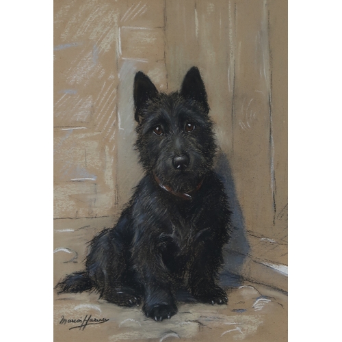 2998 - MARION HARVEY (SCOTTISH 1886-1971)SCOTTIE DOGPastel on buff paper, signed lower right, 34.5 x 24.5cm... 